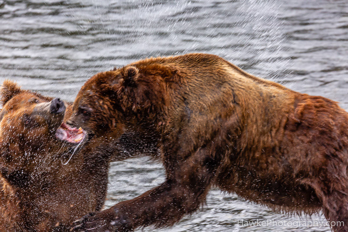 Katmai National Park | Hawke Photography