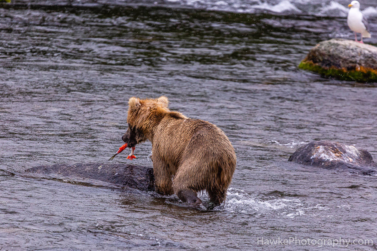 Katmai National Park | Hawke Photography