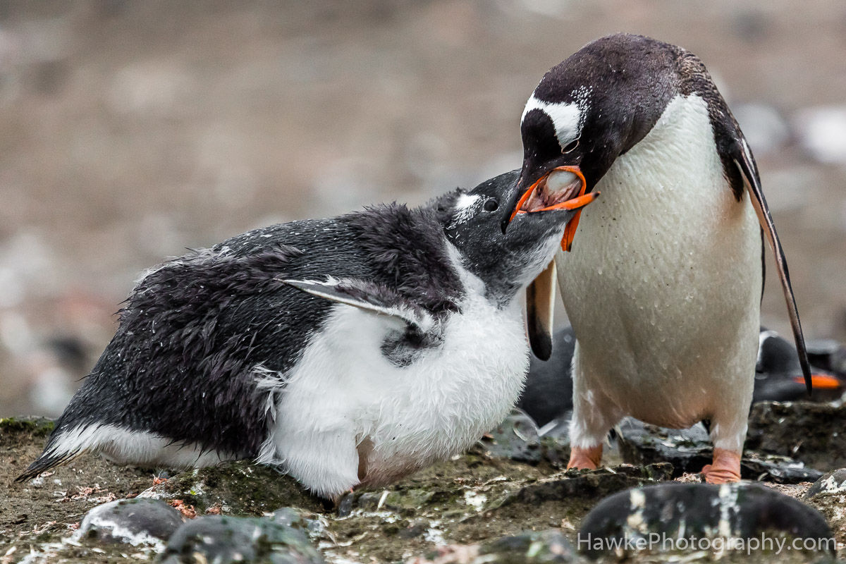 Antarctica Wildlife | Hawke Photography