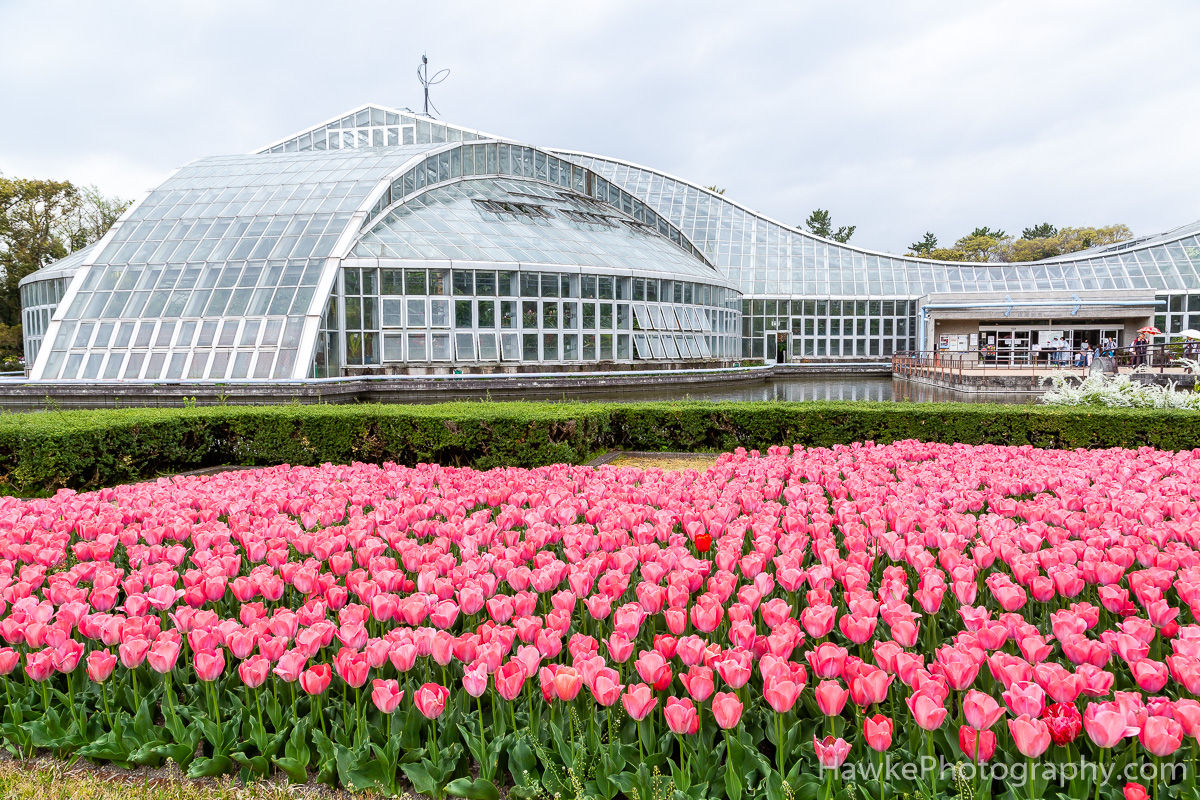 Kyoto Botanical Garden | Hawke Photography