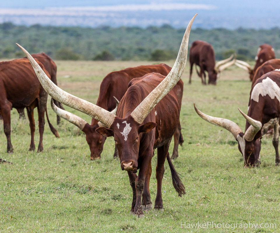 Ol Pejeta Conservancy | Hawke Photography