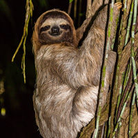 Cost Rica sloth