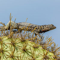 Galapagos lizard on a cactus