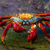 Galapagos Sally Lightfoot Crab