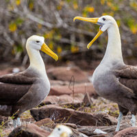 Galapagos waved alabatross mated pair