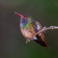 Buff-bellied Hummingbird