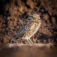 Burrowing Owl