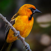 Altamira Oriole