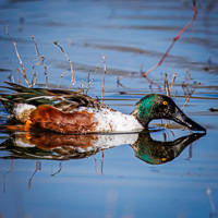 Northern Shoveler