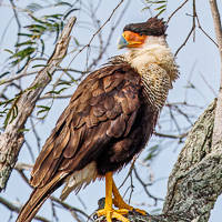 Crested Caracara