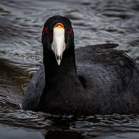 American Coot