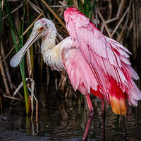 Roseate Spoonbill