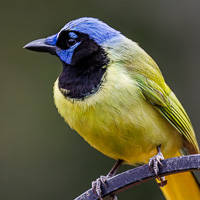 Green Jay