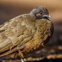 Plain Chachalaca