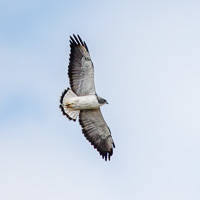 White-tailed Hawk