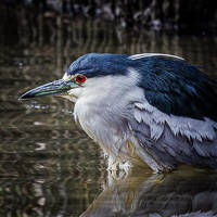 Black-crowned Night Heron