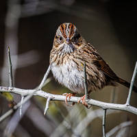 Lincoln's Sparrow