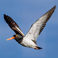 American Oystercatcher