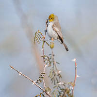 Verdin