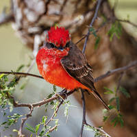 Vermilion Flycatcher