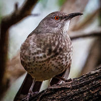 Curve-billed Thrasher