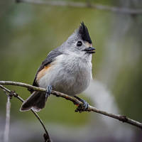 Black-crested Titmouse