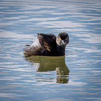 Least Grebe