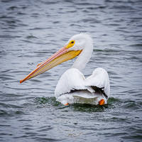 American White Pelican