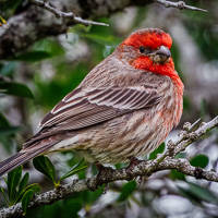 House Finch