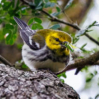 Black-throated Green Warbler