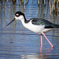 Black-necked Stilt