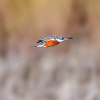 Ringed Kingfisher