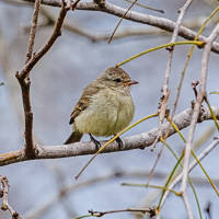 Northern Beardless-Tyrannulet