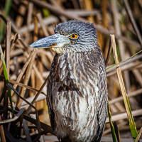 Yellow-crowned Night Heron