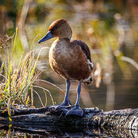 Fulvous Whistling-Duck