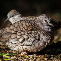 Inca Dove