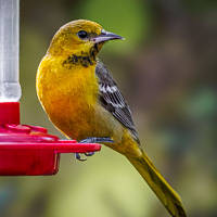 Hooded Oriole