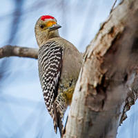 Golden-fronted Woodpecker