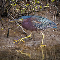 Green Heron