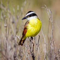 Great Kiskadee