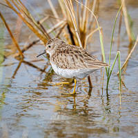 Least Sandpiper