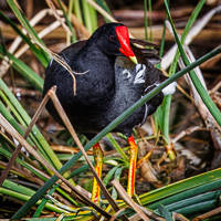 Common Gallinule