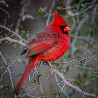 Northern Cardinal