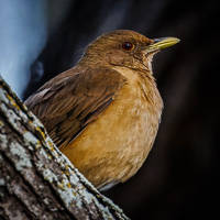 Clay-colored Thrush