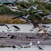 Black Skimmer