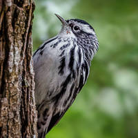 Black-and-white Warbler