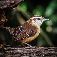 Carolina Wren