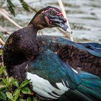 Muscovy Duck