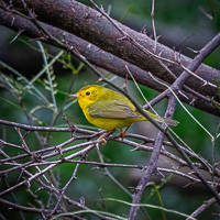 Wilson's Warbler