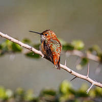 Rufous Hummingbird